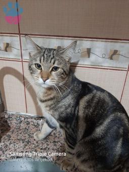 Kedime Eş Arıyorum