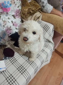 Maltese Terrier 0 Numara Kızımıaz Eş Arıyoruz