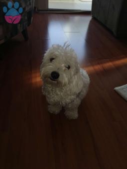 Bichon Frise 1 Yaşındaki Yakışıklı Cesurumuza Eş Arıyoruz