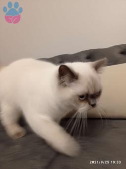 British Shorthair Oğlumuza Eş Arıyoruz