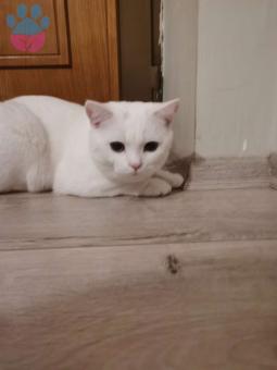 British Shorthair 9 Aylık Oğlumuza Eş Arıyoruz