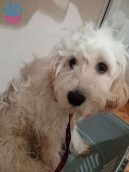 Maltese Terrier 1 Yaşında Kızımıza Eş Arıyoruz