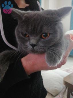 British Shorthair Güzel Kızım Kızgınlığa Girdi