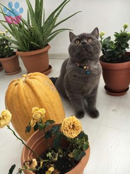 British Shorthair Paspas&#8217;ımıza Eş Arıyoruz