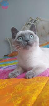 British Shorthair Pars&#8217;a Eş Arıyorum