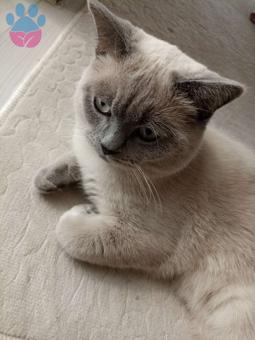 British Shorthair Oğlumuz Şakir&#8217;e Eş Arıyoruz