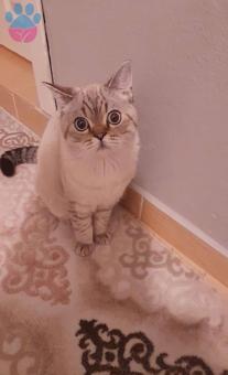 British Shorthair Yavrumuza Eş Arıyoruz