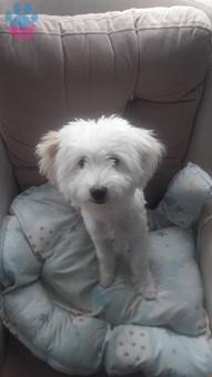 Maltese Terrier Kızımıza Eş Arıyoruz