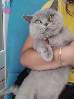 British Shorthair 9 Aylık Kızgınlıkta Eş Arıyoruz