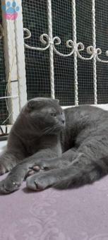 Scottish Fold Kedime Eş Aranıyor