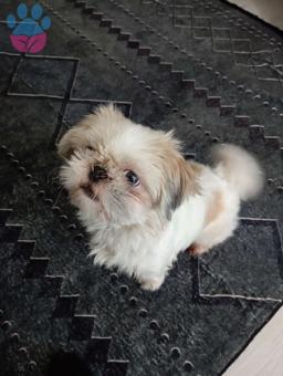 Shih Tzu Cinsi 2 Yaşında Kızıma Eş Arıyoruz