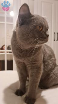 British Shorthair 1 Yaşında Oğlumuz İçin Eş Arıyoruz