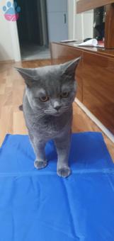 British Shorthair Oğlumuza Eş Arıyoruz 11 Aylık