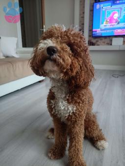 Toy Poodle Oğlumuza Eş Arıyoruz