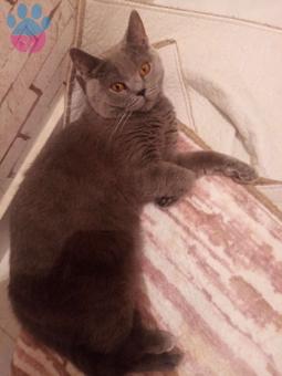 British Shorthair Erkek Kedimize Dişi Kedi Arıyoruz