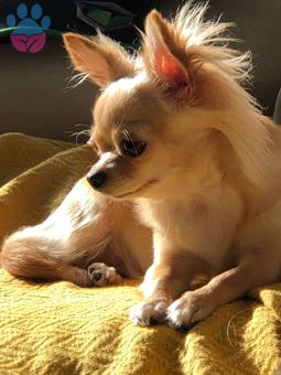 Chihuahua Güzel Kızıma Eş Arıyorum