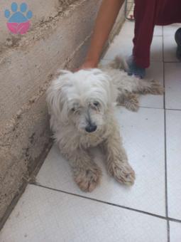 Maltese Terrier Oğluma Eş Arıyorum