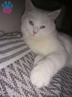 British Shorthair 7 Aylık Oğluşuma Eş Arıyorum