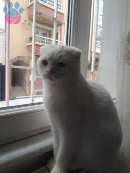 Scottish Fold Safkan Kedime Eş Arıyorum