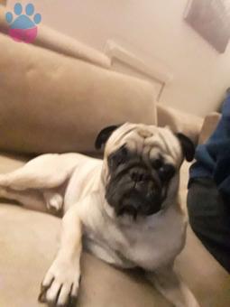 Pug 2 Yaşında Köpeğime Eş Arıyorum