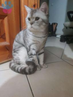 British Shorthair 10 Aylık Kedime Eş Arıyorum