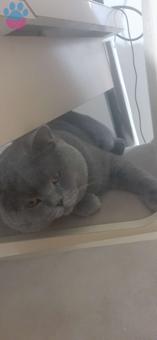 British Shorthair Yakışıklı Oğluma Eş Arıyorum