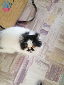 Exotic Shorthair 1 Yaşında Kızıma Eş Arıyorum