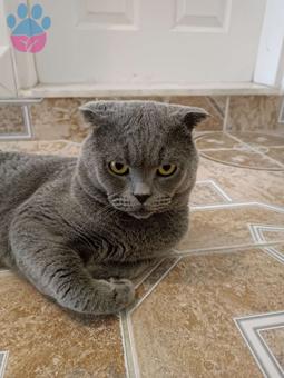 Scottish Fold Duman Eş Arıyor