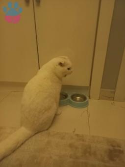 Scottish Fold Bulut Eş Arıyor