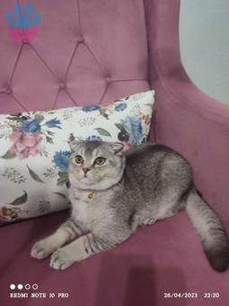 Scottish Fold 7 Aylık Silver Eş Arıyoruz