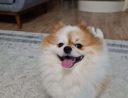 Pomeranian Boo Oğluma Dişi Eş Arıyoruz