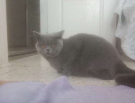 British Shorthair Kedim İçin Eş Arıyorum