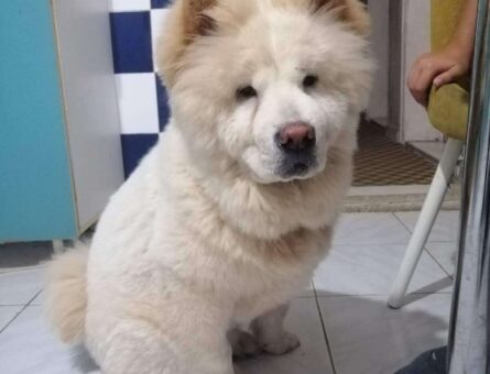 Chow Chow Köpeğime Eş Arıyorum