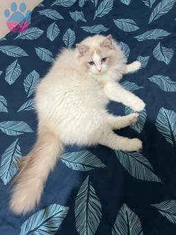 Ragdoll Oğlumuz Latte İçin Eş Arıyoruz