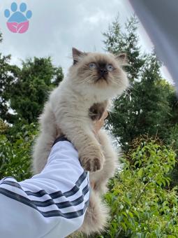British Longhair Kedime Eş Arıyorum İlk Kızgınlığı