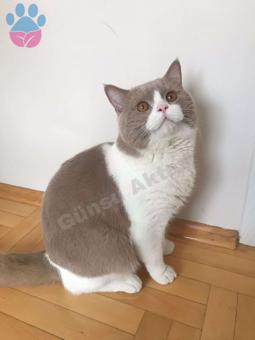 Şecereli Safkan Bicolor British Shorthair Oğluma Eş Arıyorum