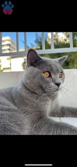 British Shorthair Kedim Kızgınlıkta Eş Arıyor