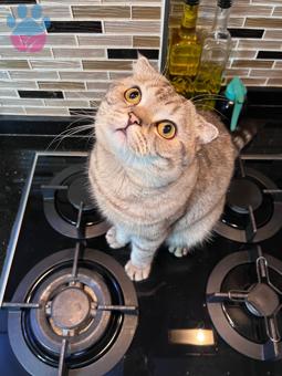 Scottish Fold Erkek Kedime British Dişi Eş Arıyorum