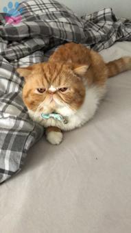 Exotic Shorthair Oğlum Ragnar’a Eş Arıyorum