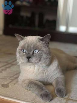 British Shorthair Blue Point Oğluma Eş Arıyorum