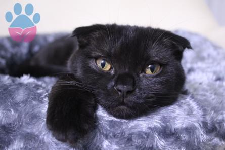 Scottish Fold Cinsi Oğlumuz İçin Eş Arıyoruz