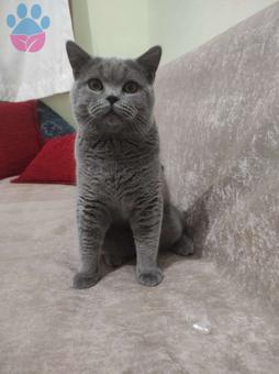 British Shorthair Safkan Kedime Eş Arıyorum