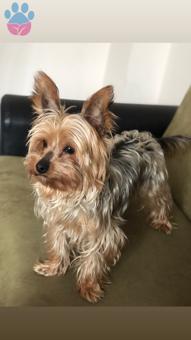 Yorkshire Terrier Cinsi Oğlumuza Gelin Arıyoruz