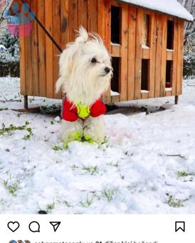 Maltese Terrier 1 Yaşında Oğluma Eş Arıyorum