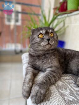 Scottish Fold 1.5 Yaşında Kedime Eş Arıyorum