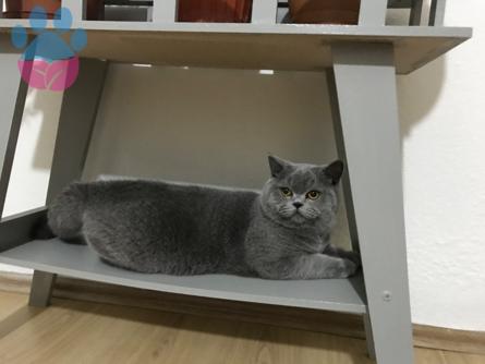 British Shorthair Kedime Eş Arıyorum