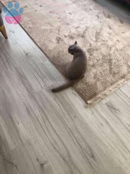 8 aylık kızgınlıkta british shorthair lilac kedimize eş arıyoruz