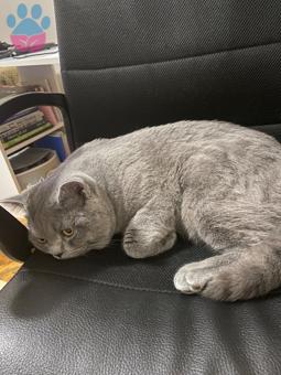 British Shorthair 11 Aylık Kedime Eş Arıyorum