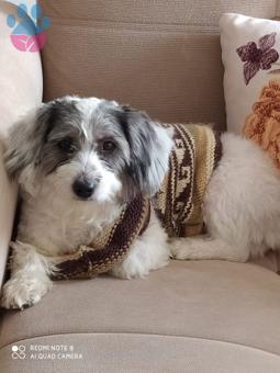 Havanese Terrier Kızımıza Eş Arıyoruz