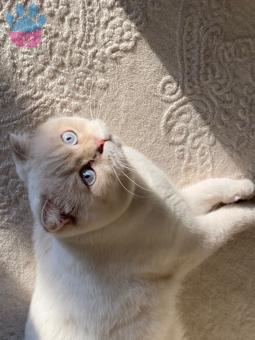 Bursa Scottish Fold Erkek Kedim Kızgınlıkta
